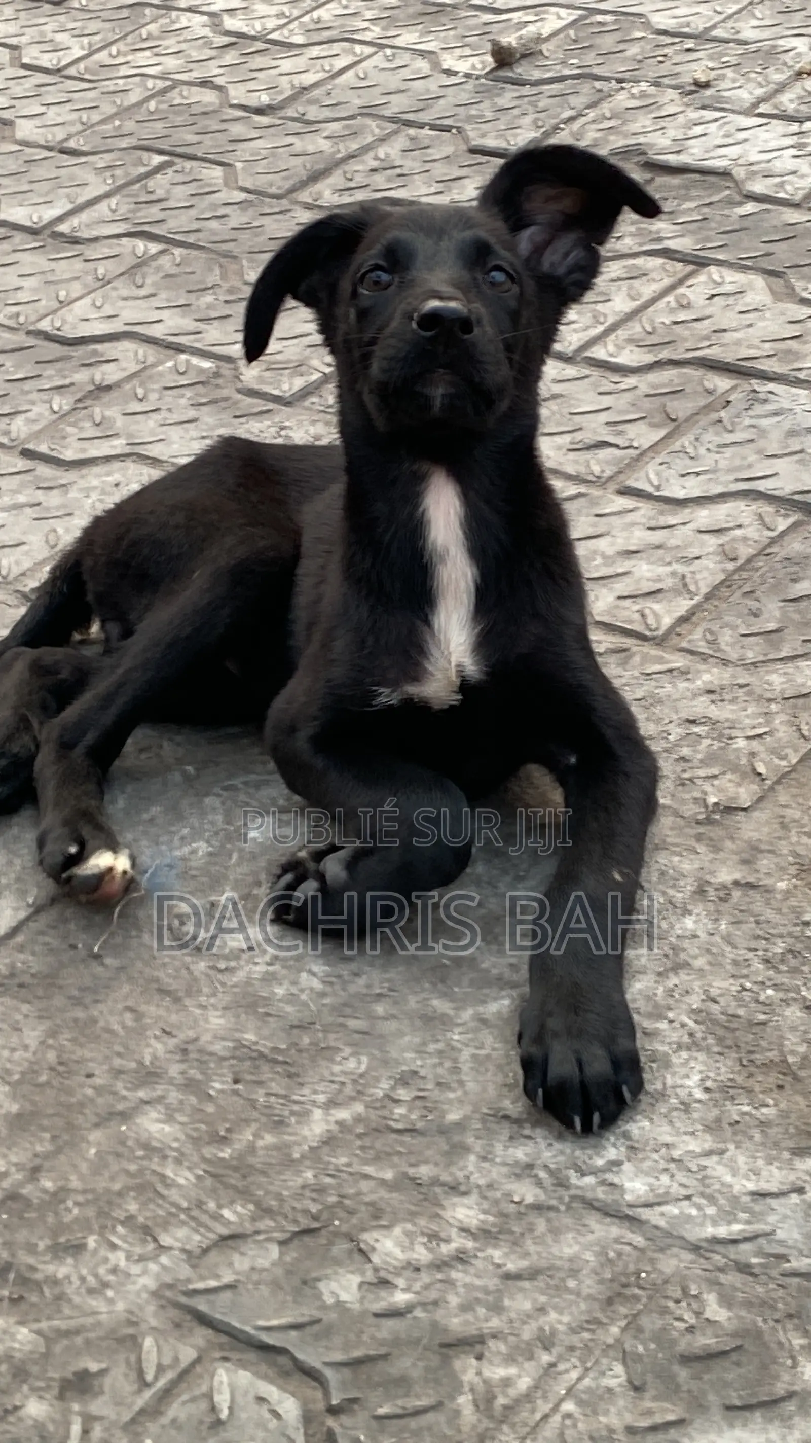 3-6 mois Homme Race mixte Belgian Malinois