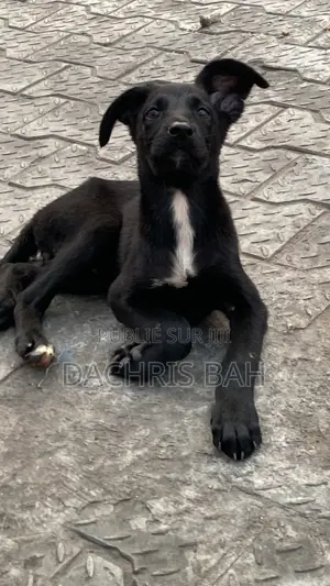 3-6 mois Homme Race mixte Belgian Malinois