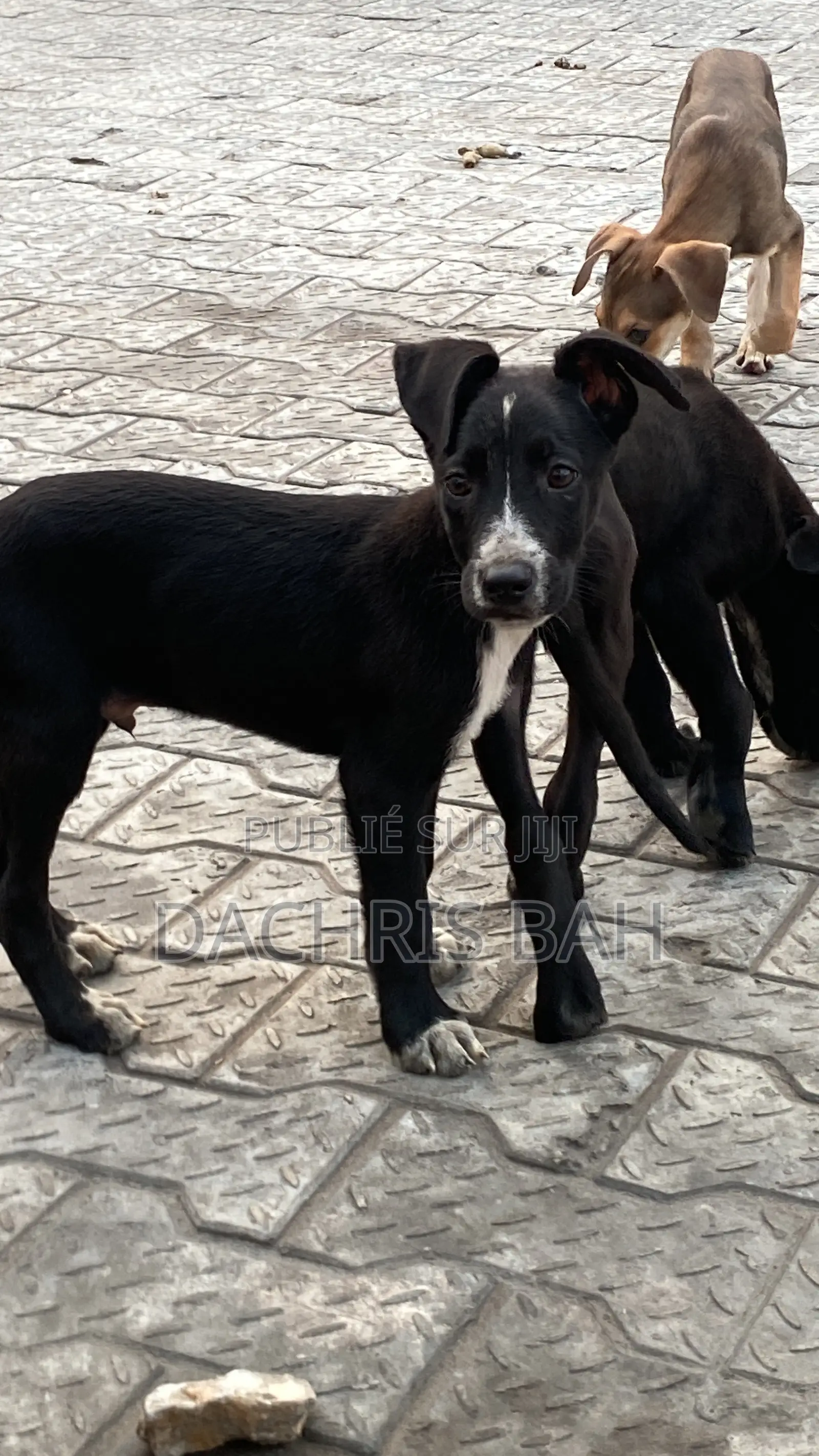 3-6 mois Homme Race mixte Belgian Malinois