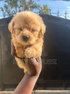 Caniche Bichon