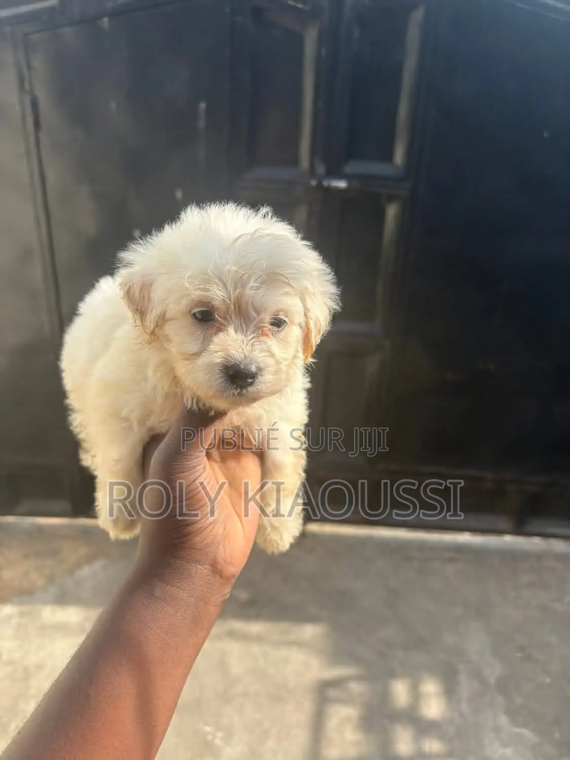 Caniche Bichon