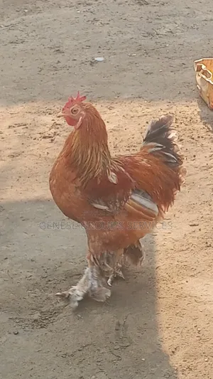 Coq Brahmas De Race Pure À Vendre