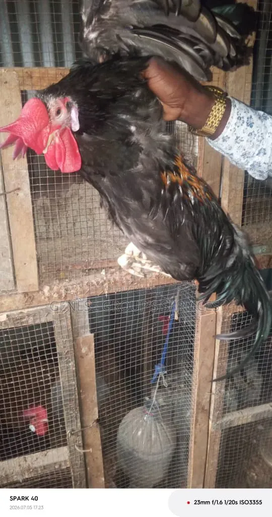 Couple De Poulets Croisés