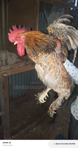 Couple Brahmas
