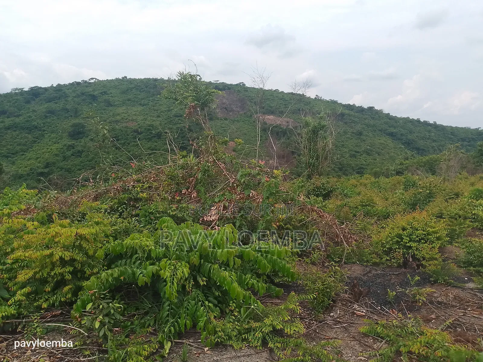Terrain Vide À Vendre
