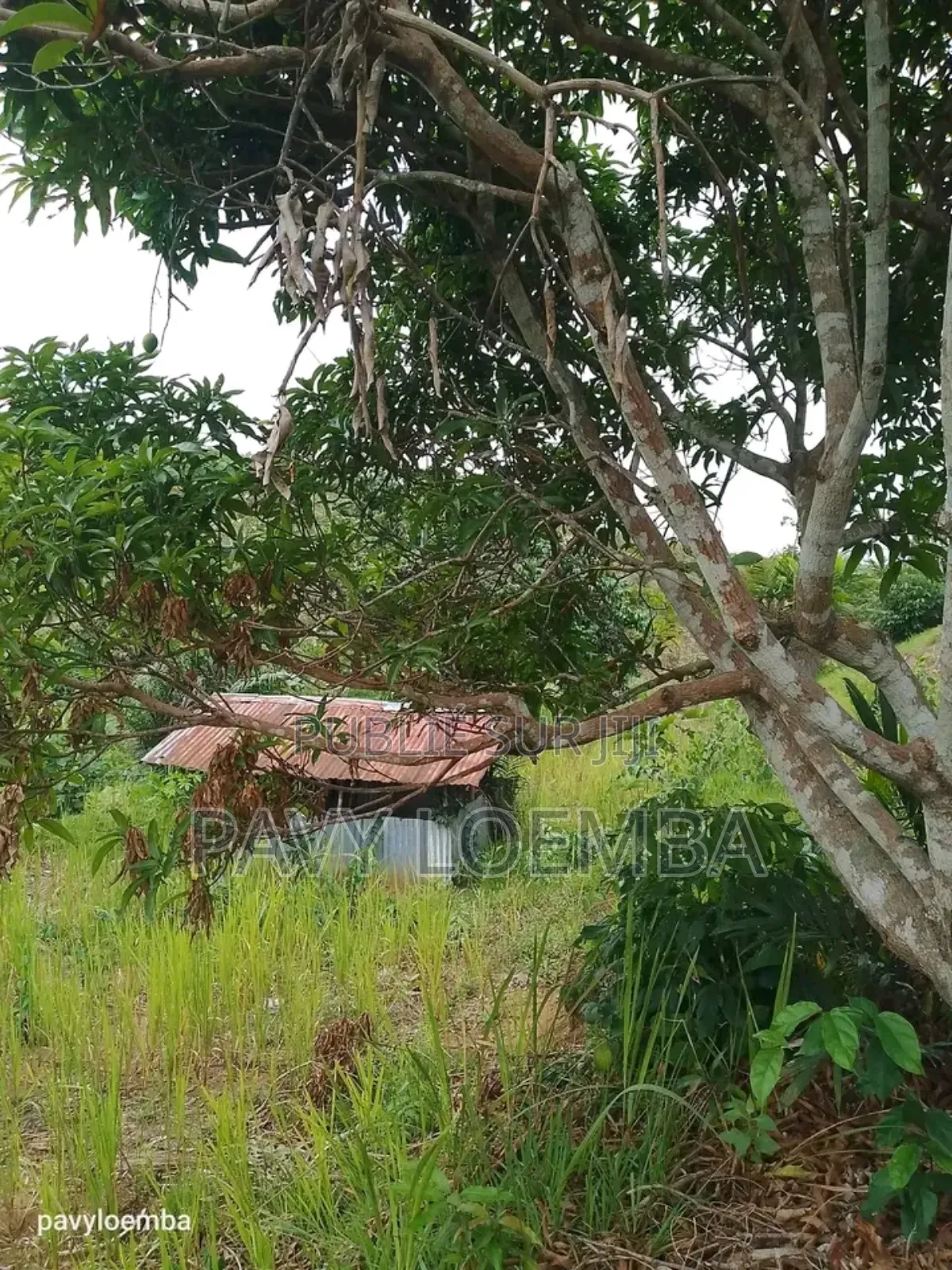 Terrain Vide À Vendre Avec Étant