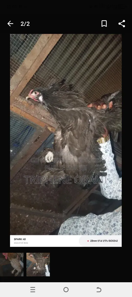 Poulet À Vendre Depuis Au Village