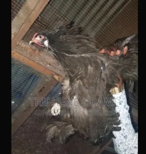 Poulet À Vendre Depuis Au Village