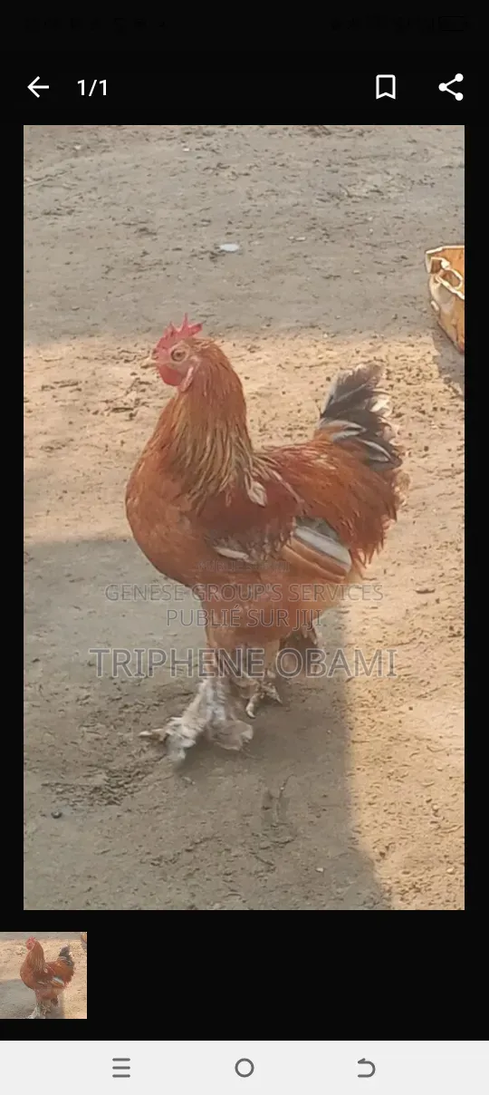 Poulet À Vendre Depuis Au Village