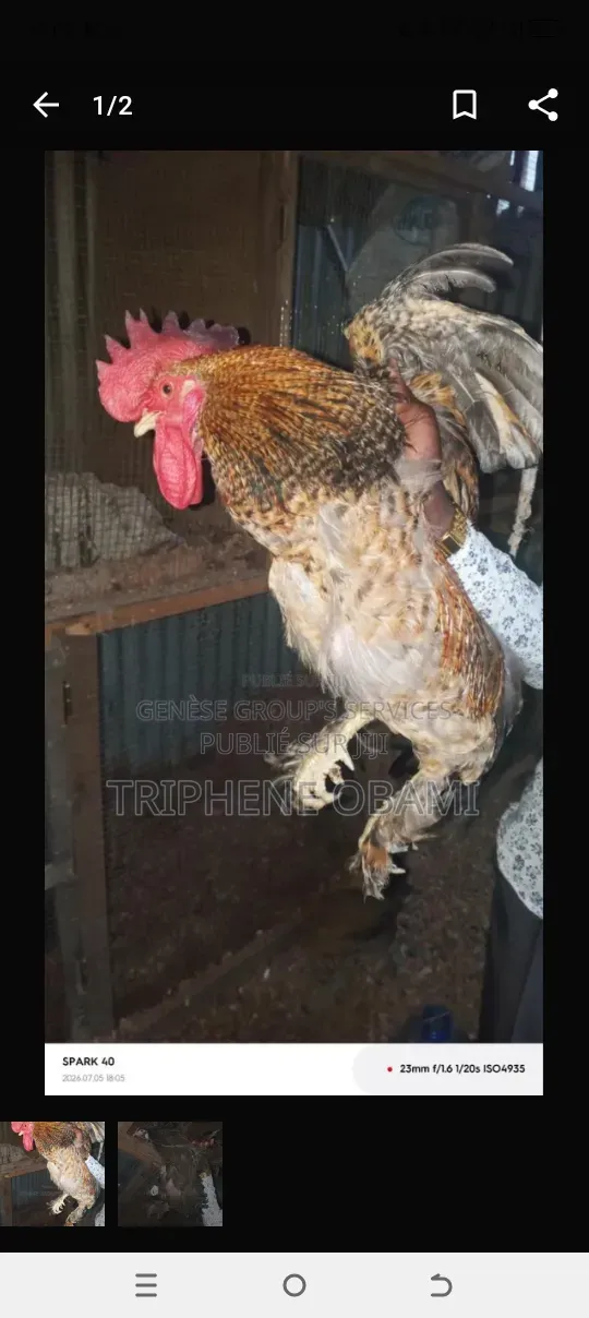 Poulet À Vendre Depuis Au Village