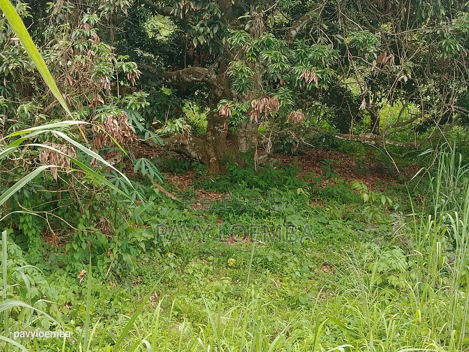 Terrain Vide À Vendre