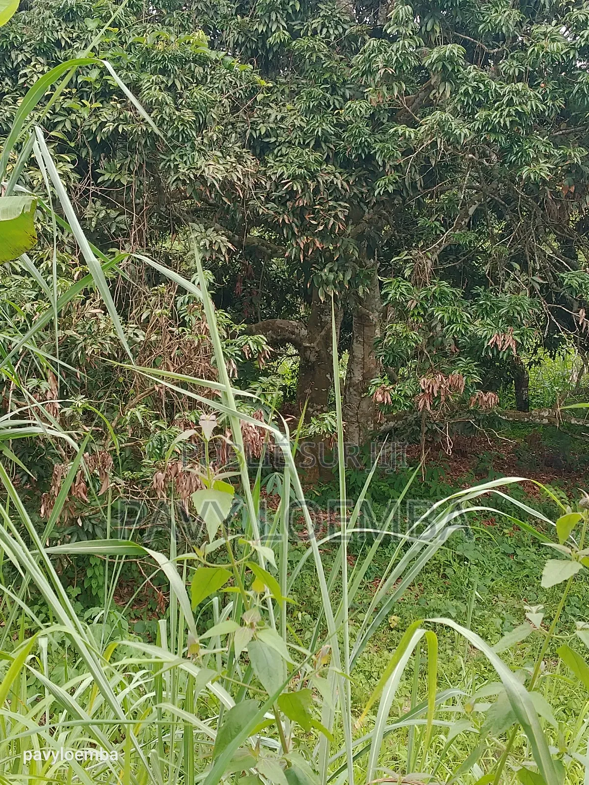 Terrain Vide À Vendre