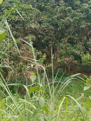 Terrain Vide À Vendre