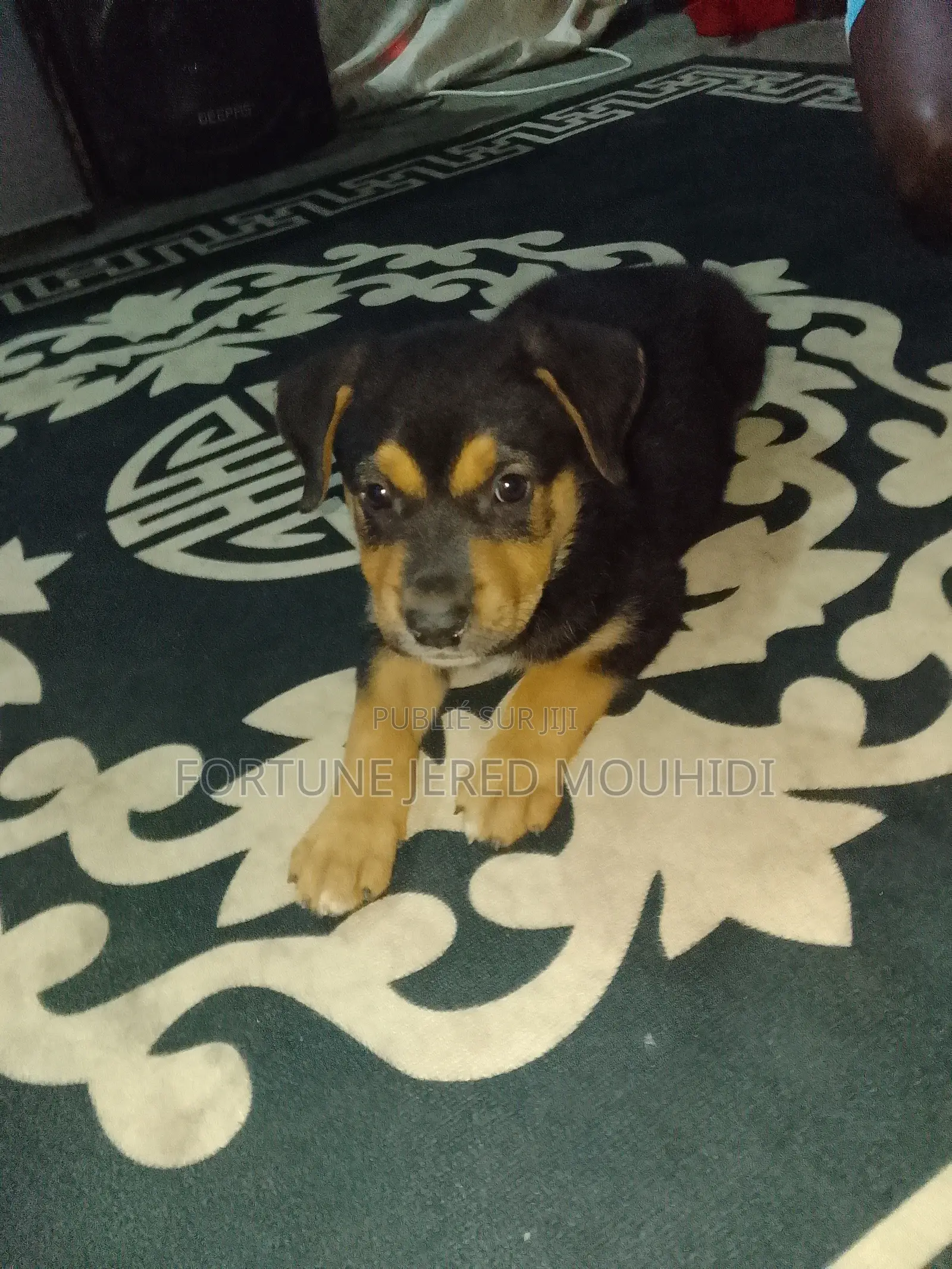 1-3 mois Homme Race mixte Rottweiler