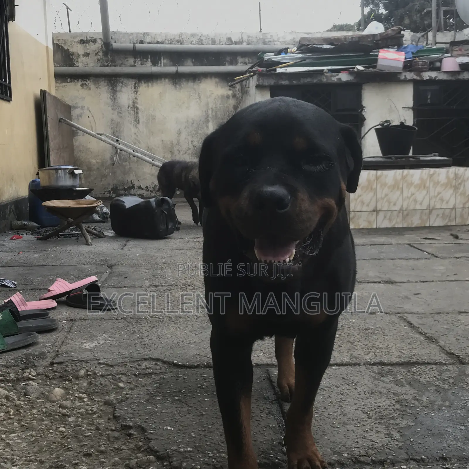 Plus d’un an Femme Pure race Rottweiler