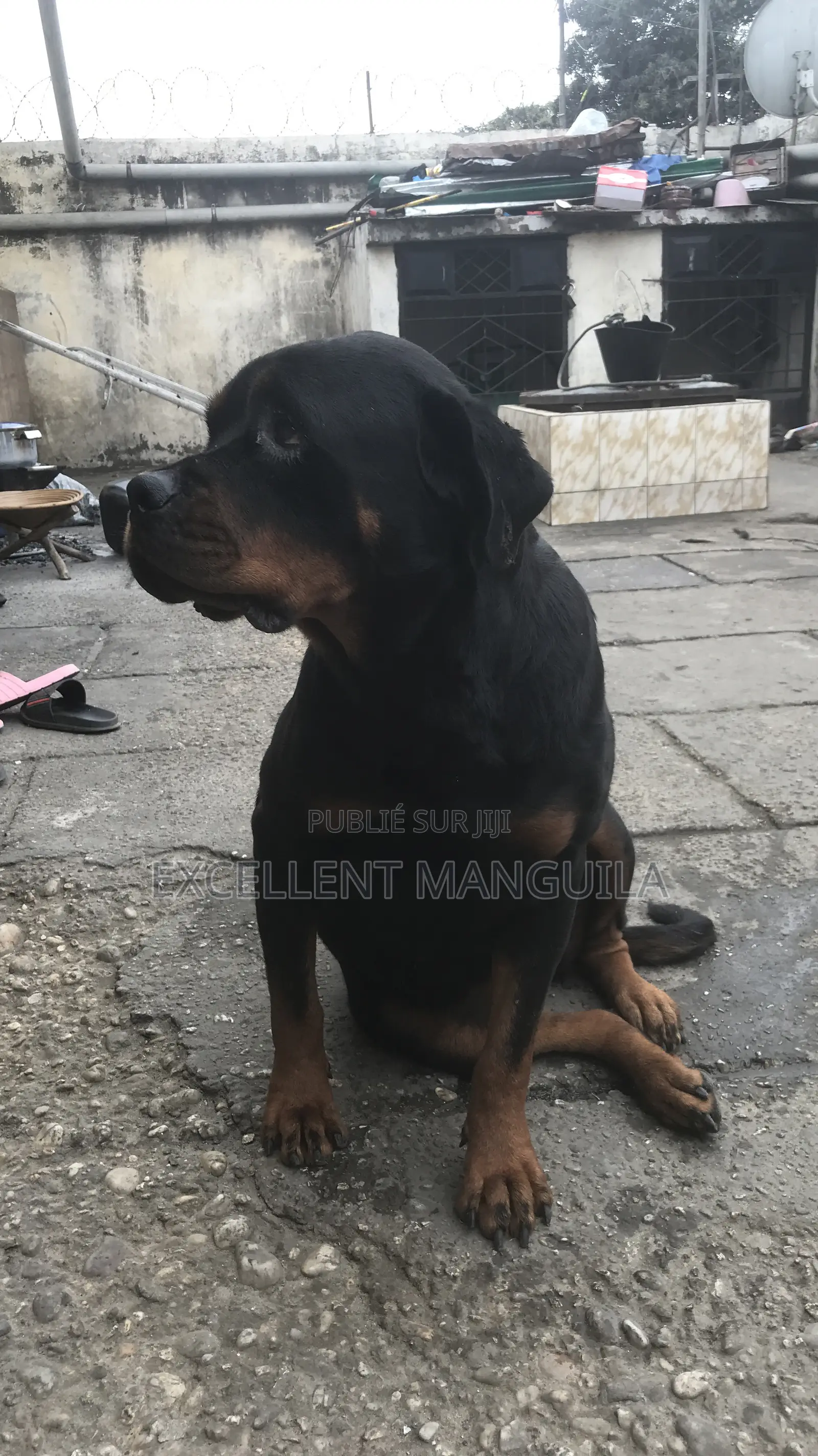Plus d’un an Femme Pure race Rottweiler