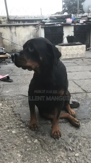 Plus d’un an Femme Pure race Rottweiler