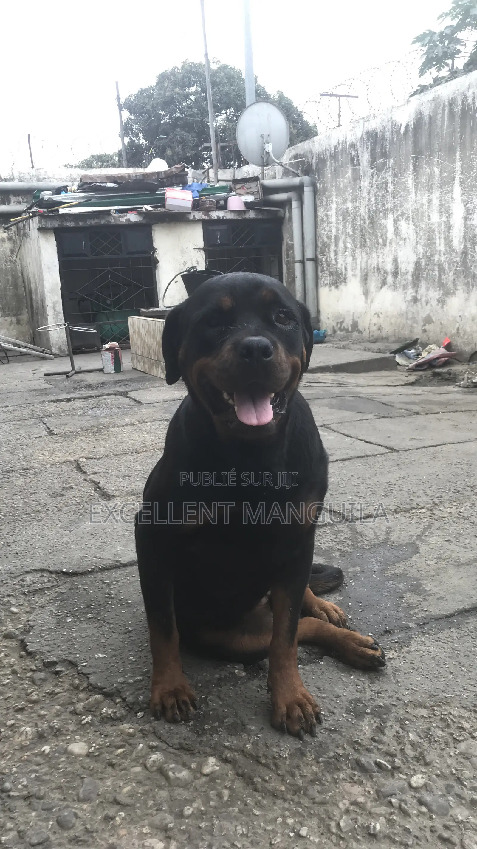 Plus d’un an Femme Pure race Rottweiler