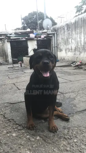 Plus d’un an Femme Pure race Rottweiler