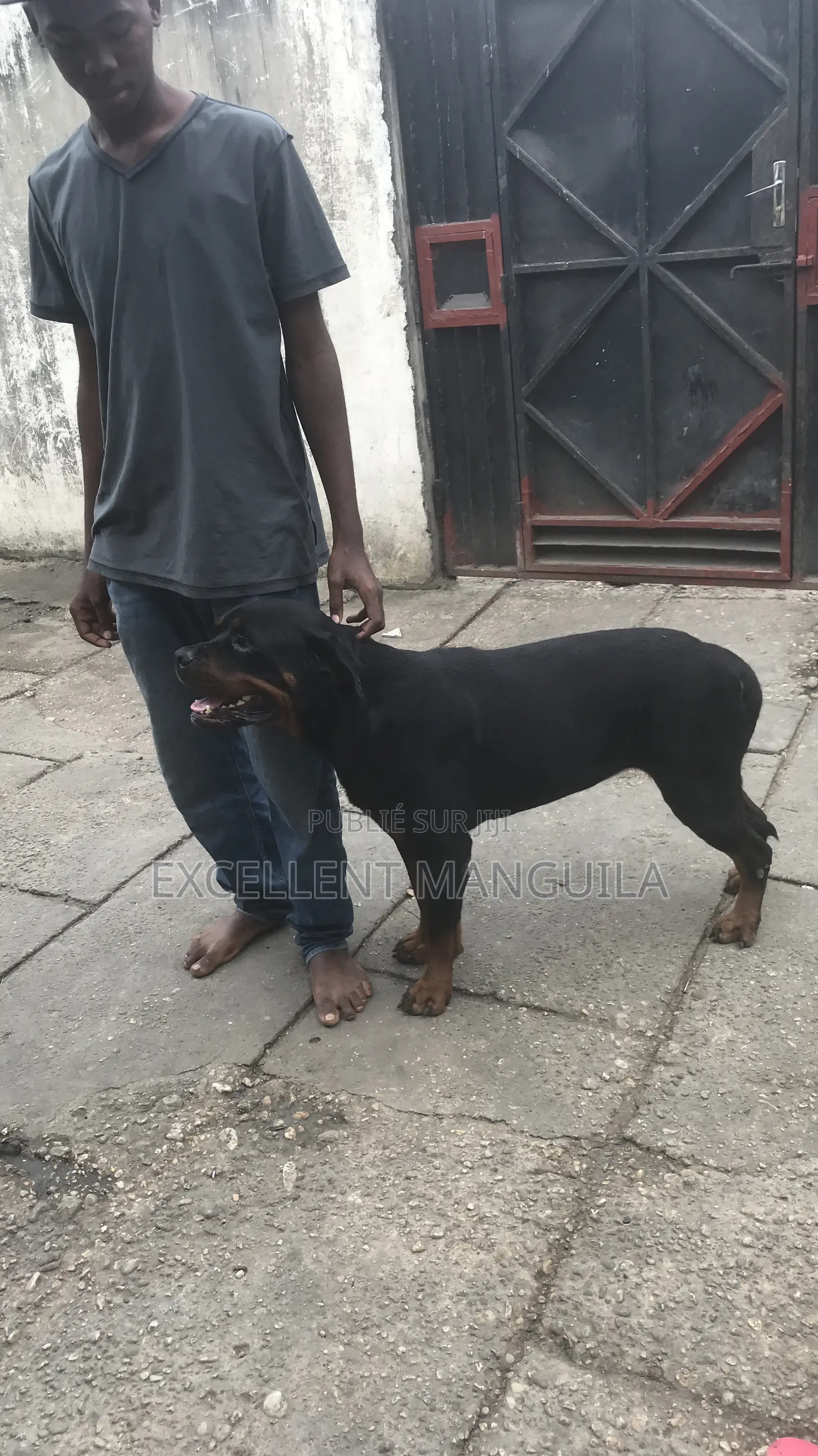 Plus d’un an Femme Pure race Rottweiler