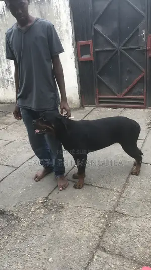 Plus d’un an Femme Pure race Rottweiler