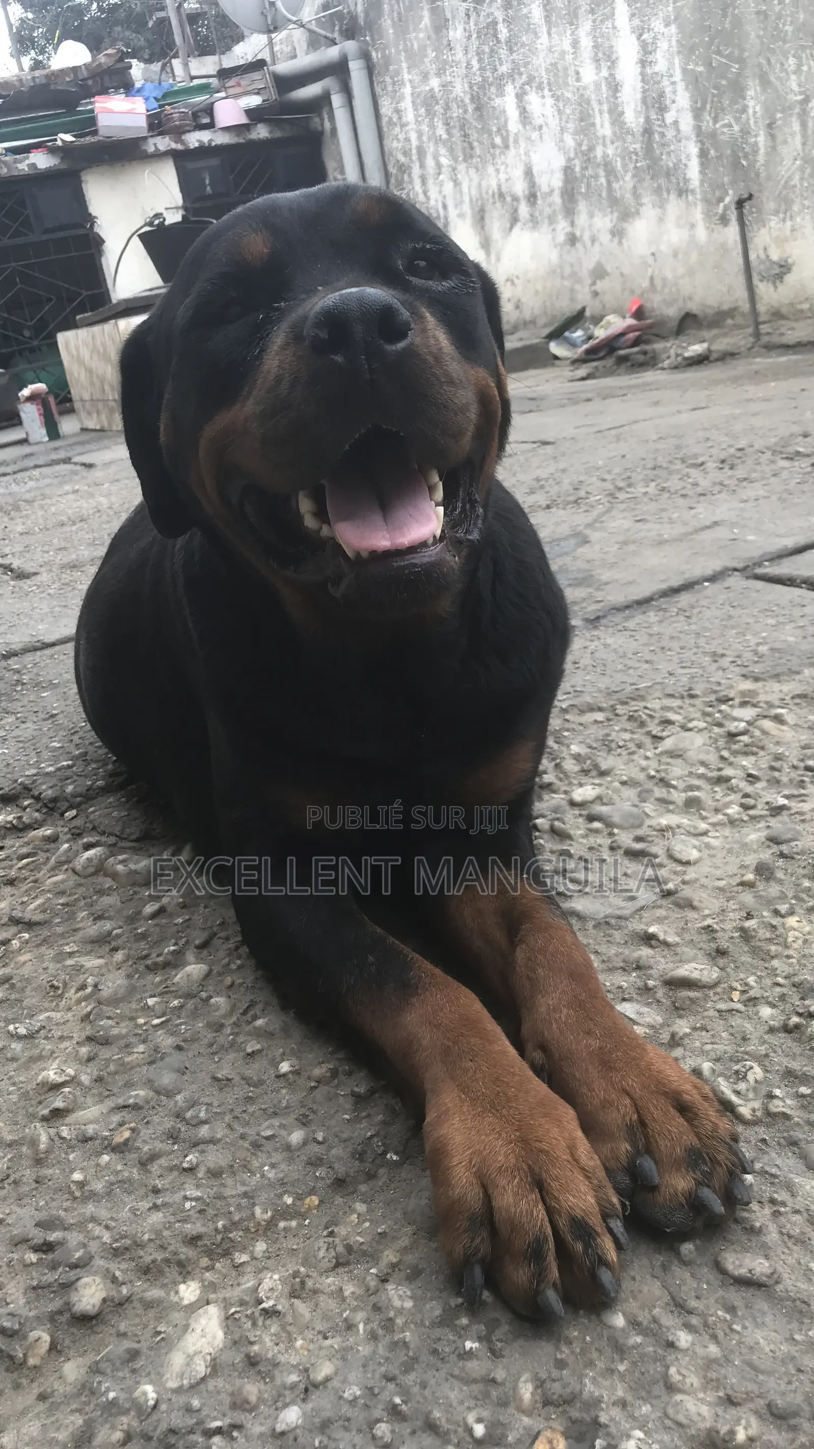 Plus d’un an Femme Pure race Rottweiler