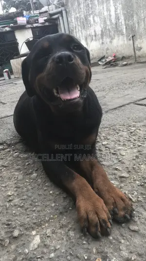 Plus d’un an Femme Pure race Rottweiler