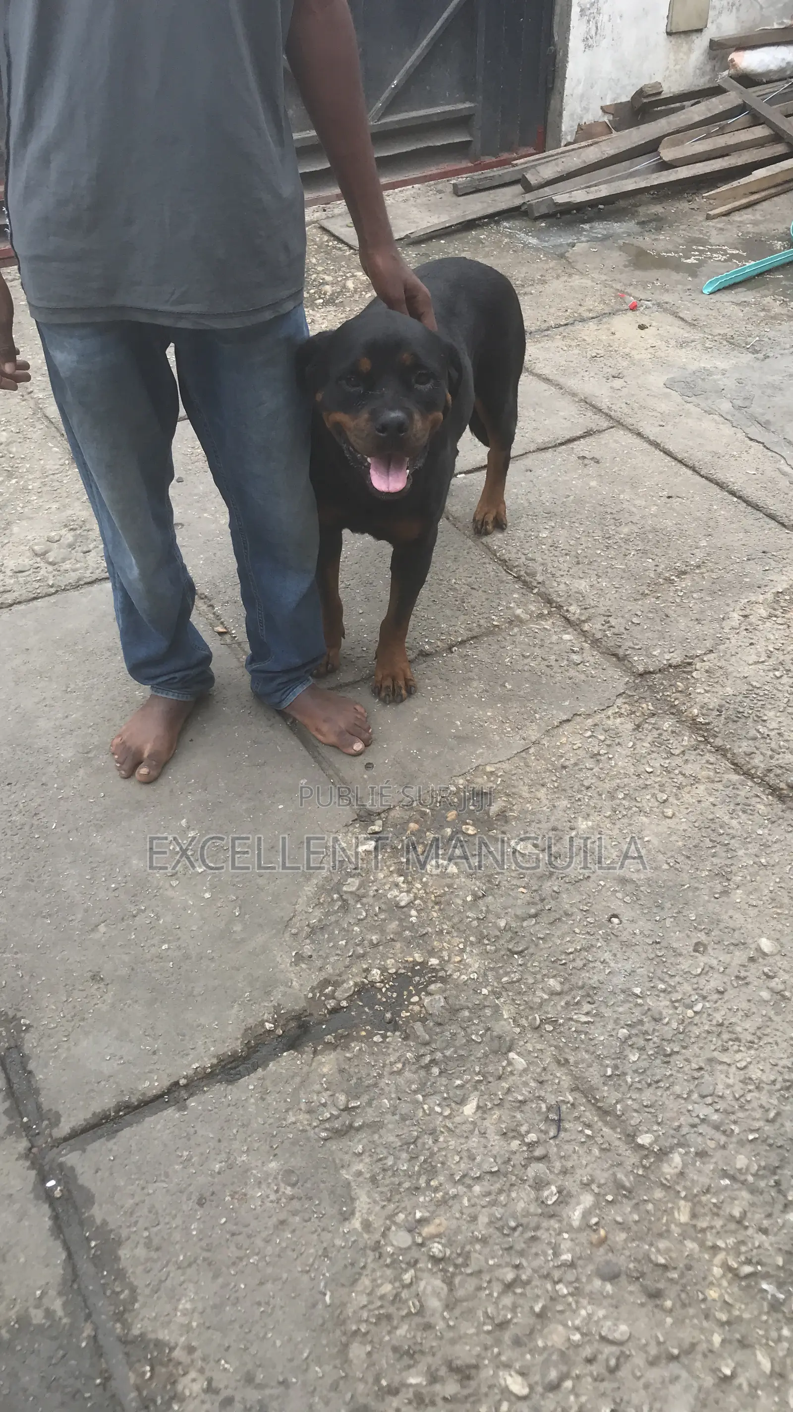 Plus d’un an Femme Pure race Rottweiler