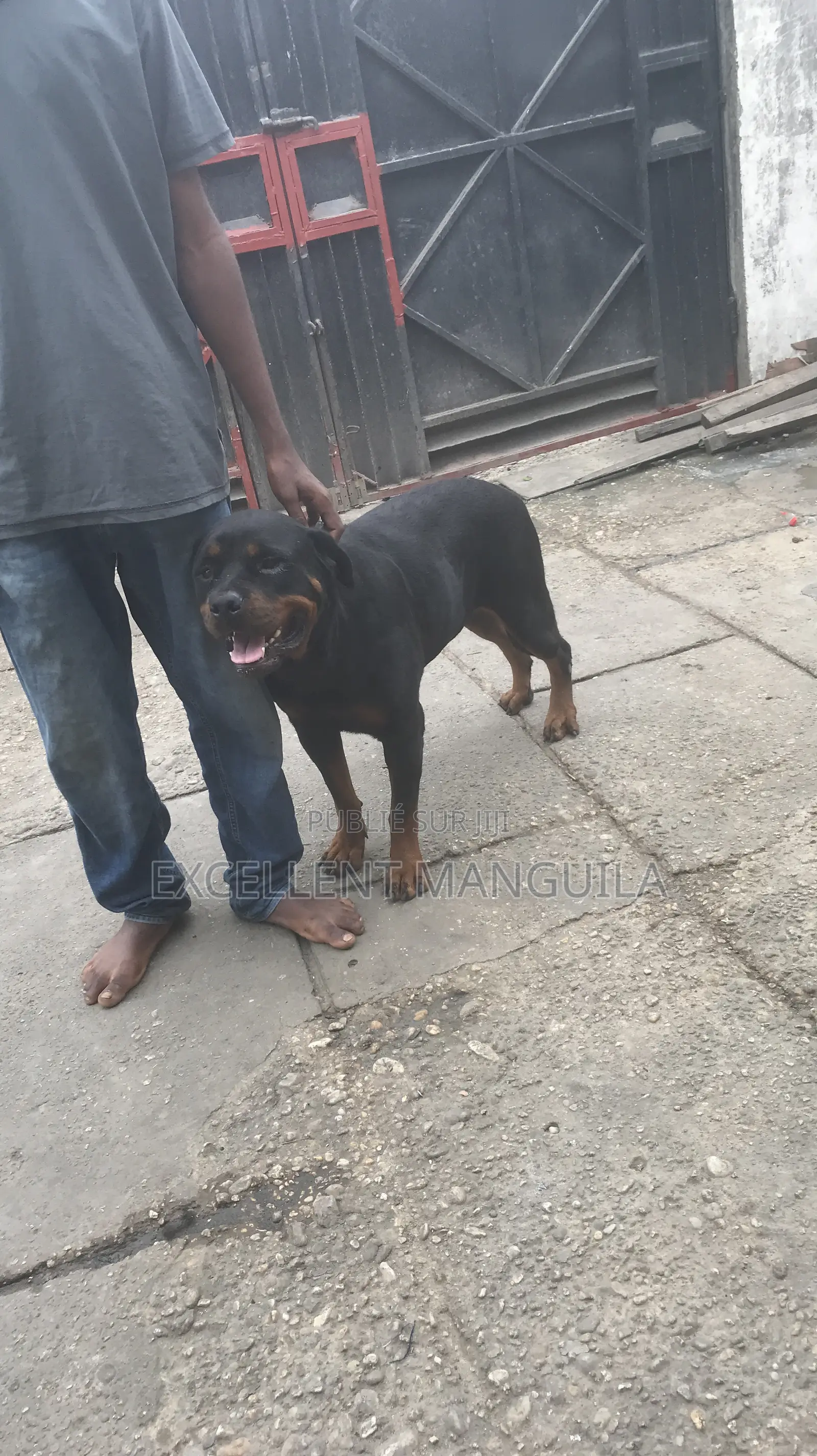Plus d’un an Femme Pure race Rottweiler