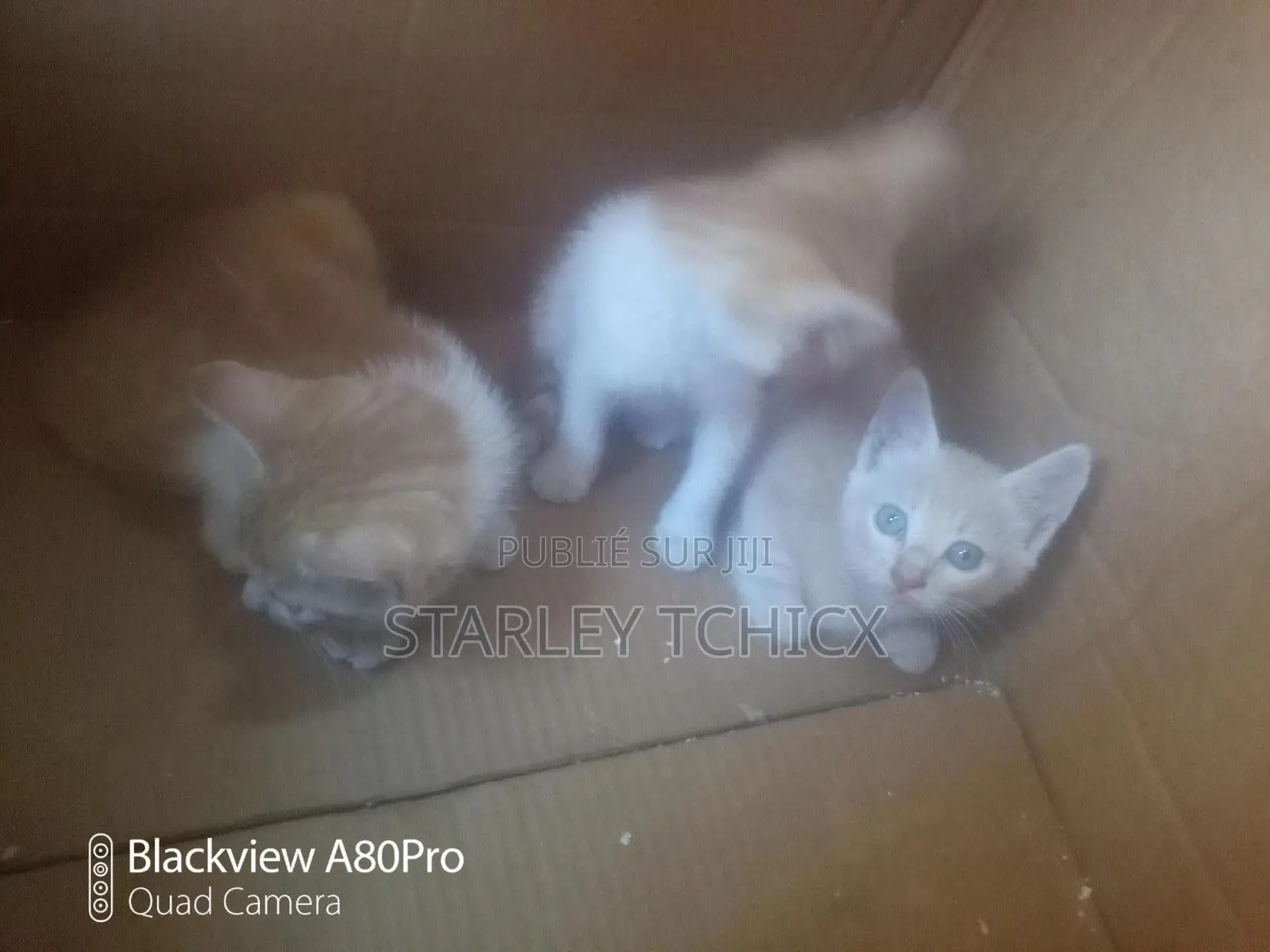 3-6 mois Femme Race mixte ??