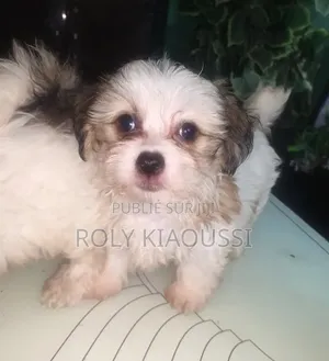 1-3 mois Femme Pure race Bichon Frise