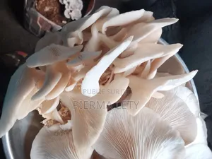 Acop's~ Champignons [Pleurotes]