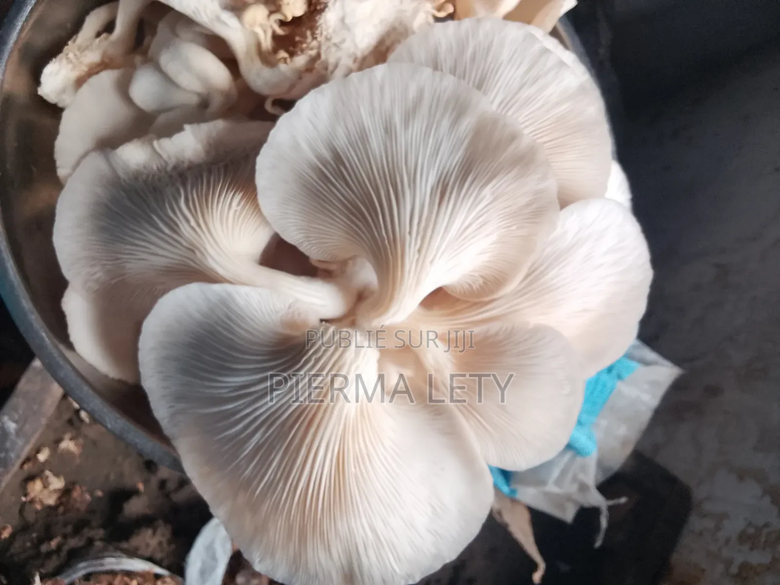 Acop's~ Champignons [Pleurotes]