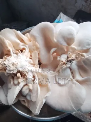 Acop's~ Champignons [Pleurotes]