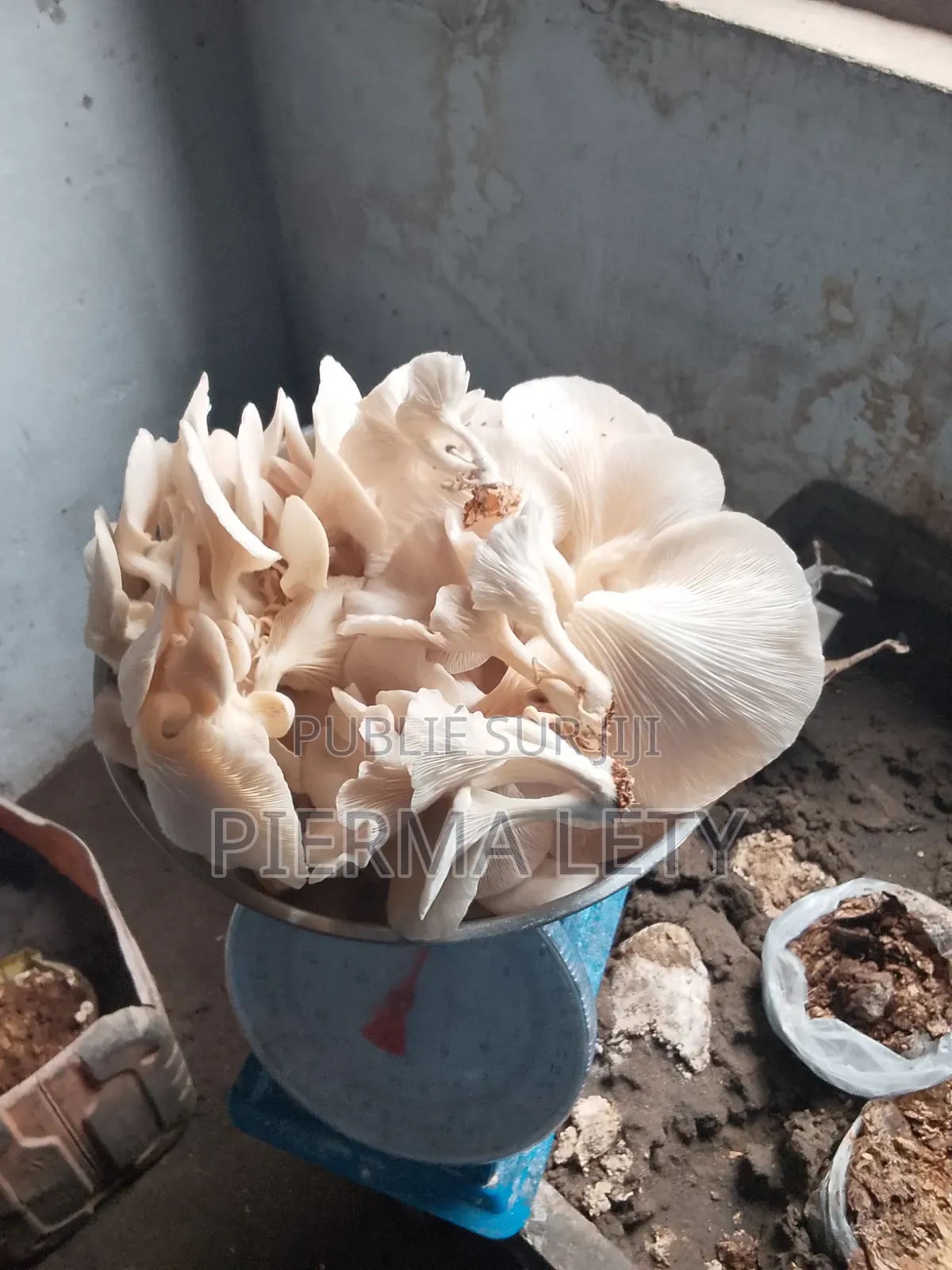 Acop's~ Champignons [Pleurotes]