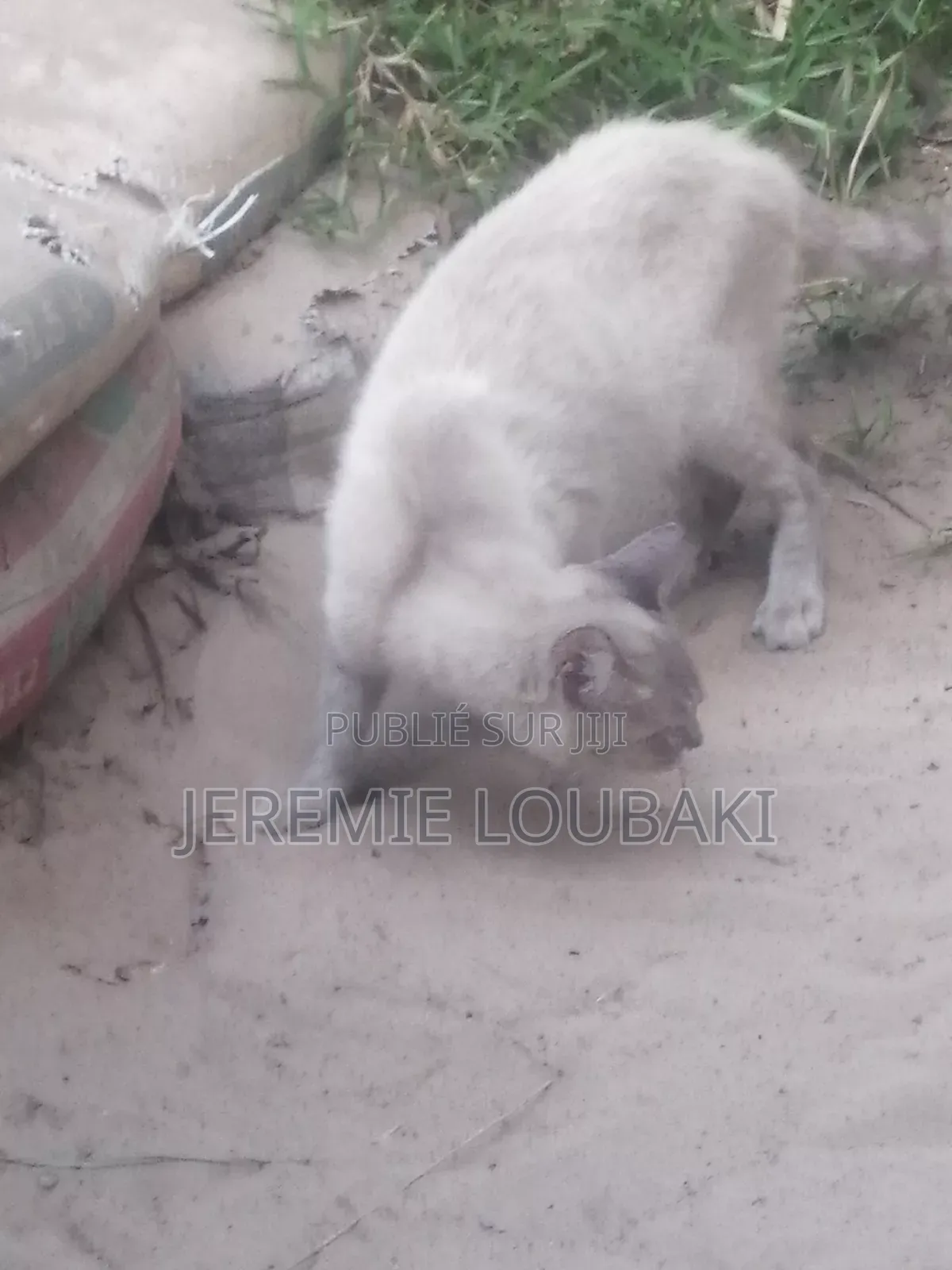 Plus d’un an Homme Pure race Siamese