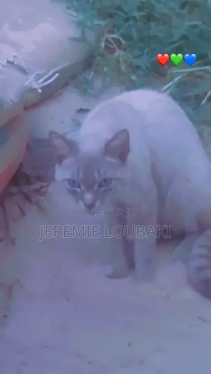 Plus d’un an Homme Pure race Siamese