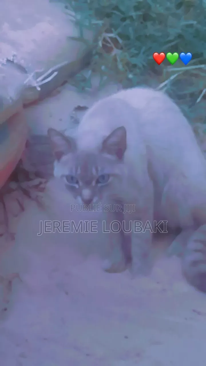 Plus d’un an Homme Pure race Siamese
