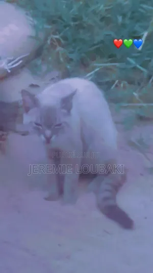 Plus d’un an Homme Pure race Siamese