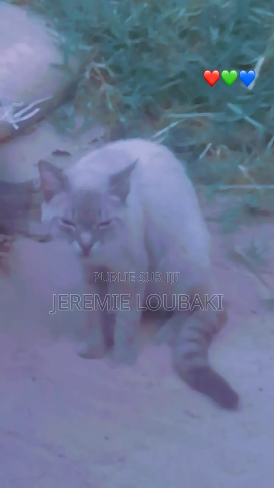 Plus d’un an Homme Pure race Siamese