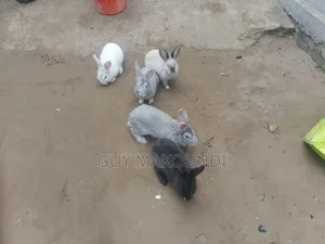Vente De Lapin