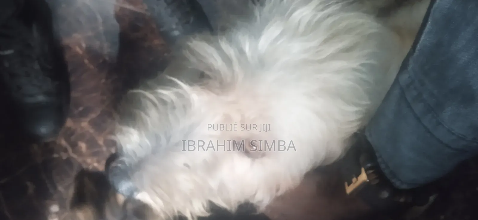 Service d'Accouplage