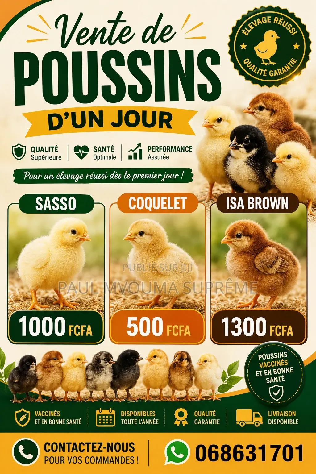 Vente De Poussins d'Un Jour