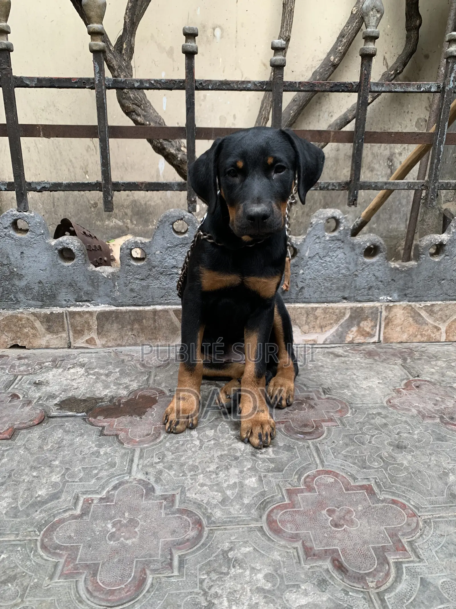 1-3 mois Femme Pure race Rottweiler