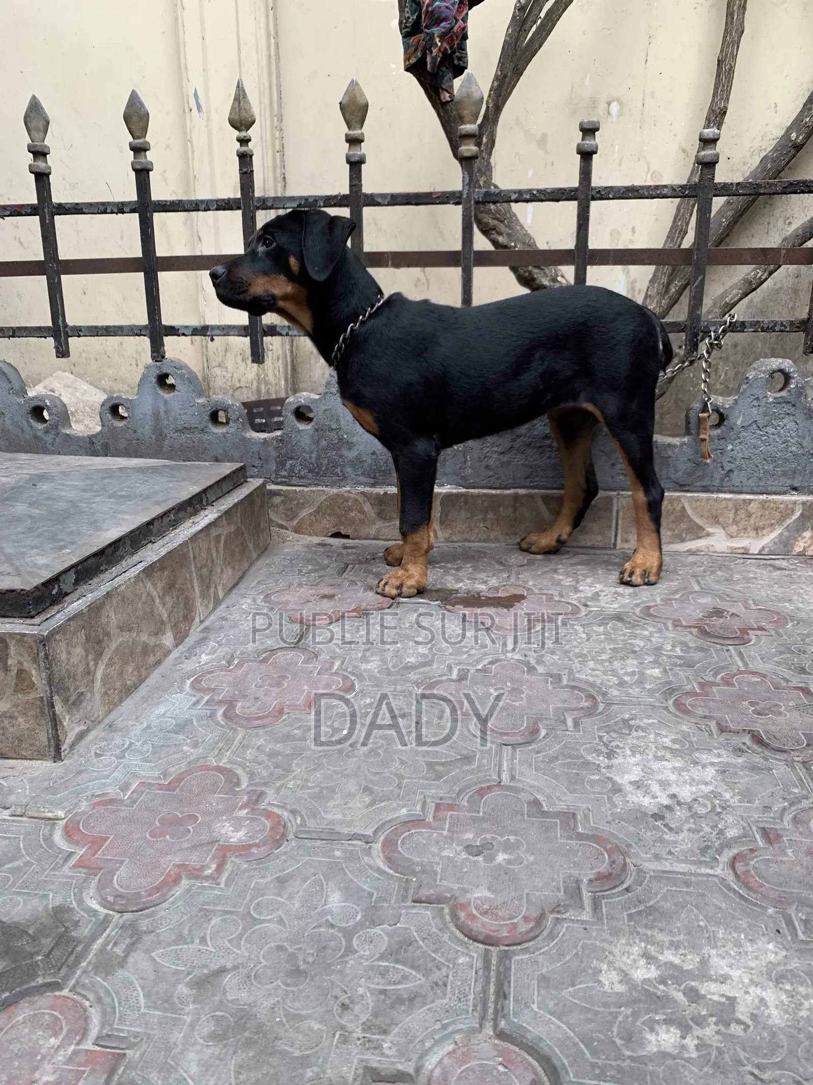 1-3 mois Femme Pure race Rottweiler