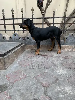 1-3 mois Femme Pure race Rottweiler