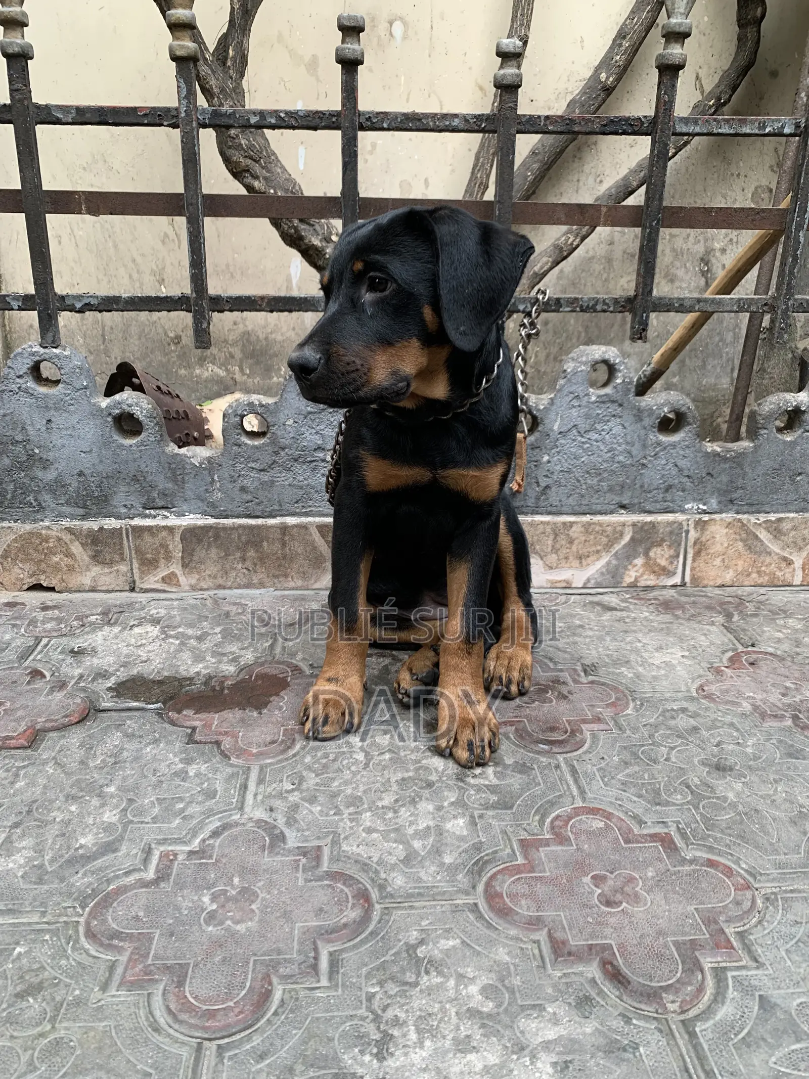 1-3 mois Femme Pure race Rottweiler