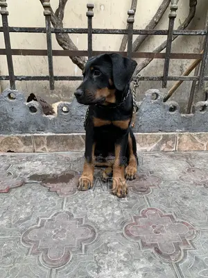 1-3 mois Femme Pure race Rottweiler