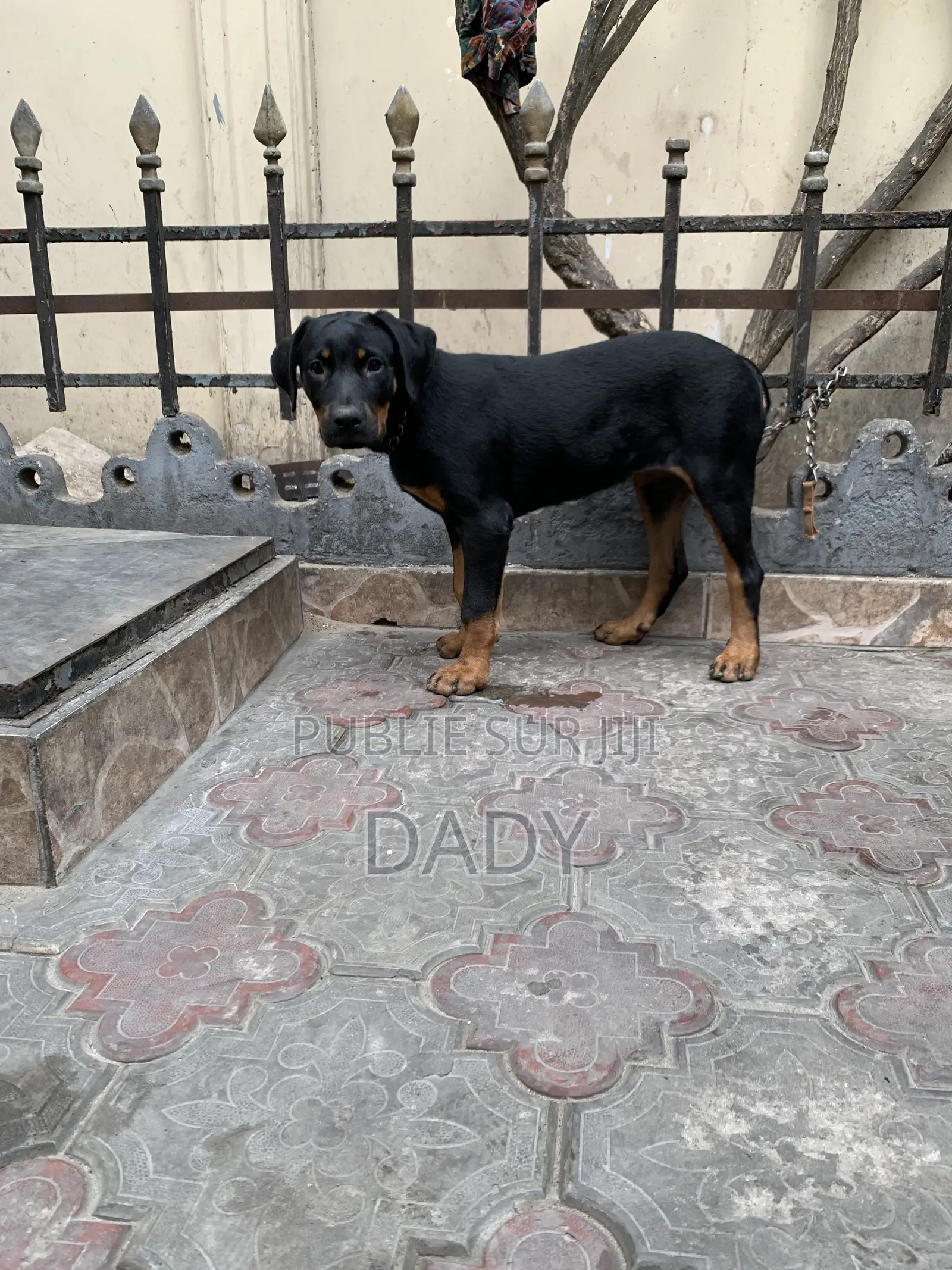 1-3 mois Femme Pure race Rottweiler
