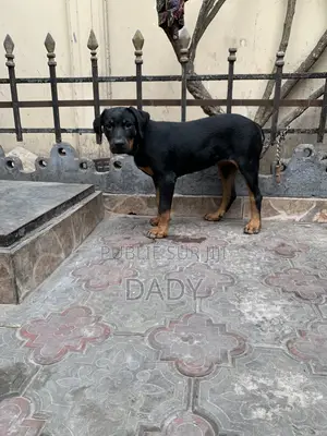 1-3 mois Femme Pure race Rottweiler